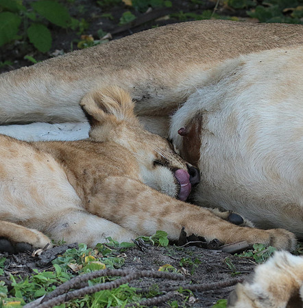 Selous