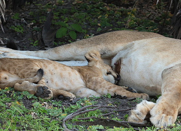 Selous