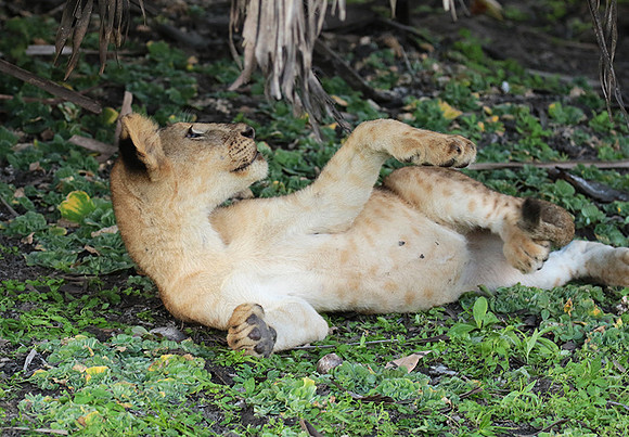 Selous