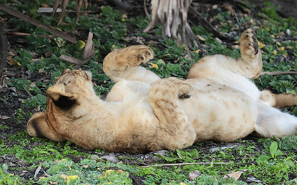 Selous