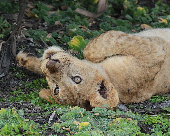 Selous