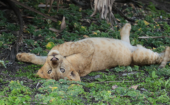 Selous