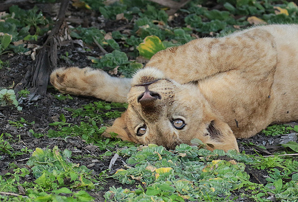 Selous