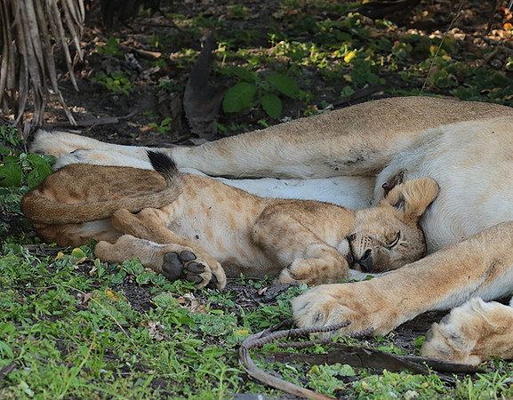 Selous