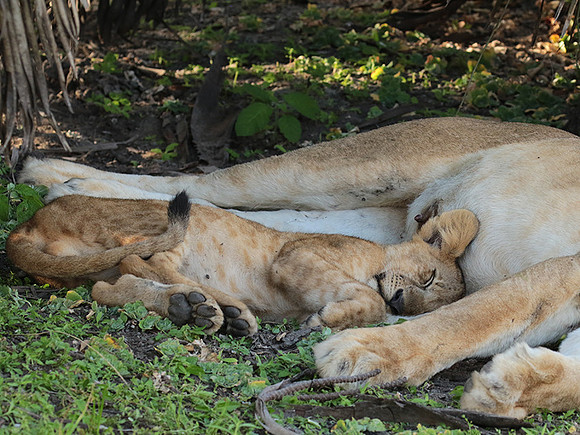 Selous