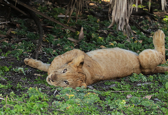Selous