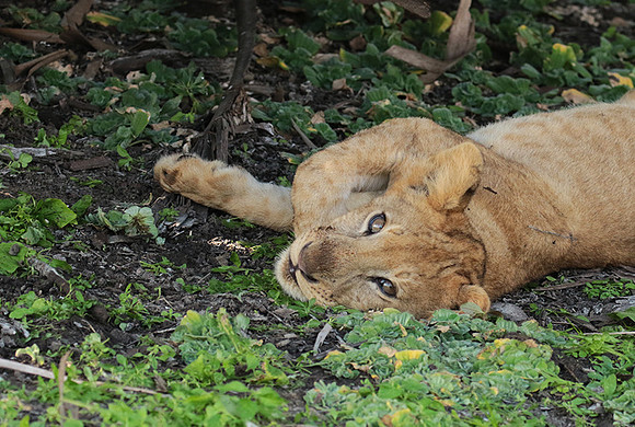 Selous