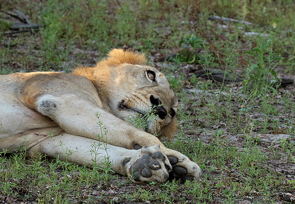 Selous
