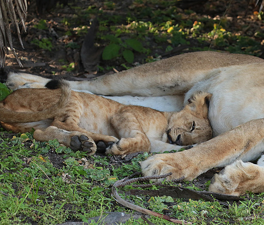 Selous