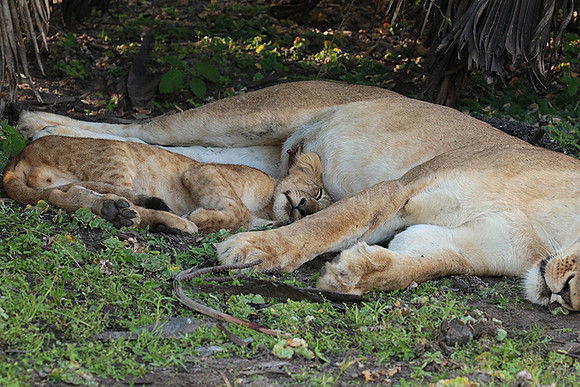 Selous
