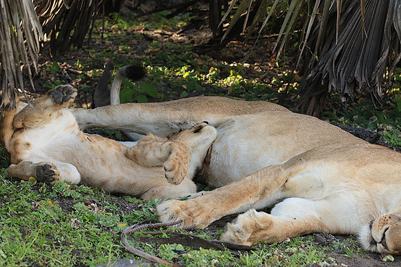 Selous