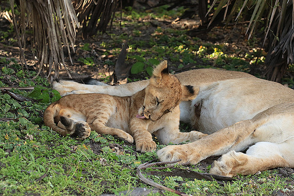 Selous