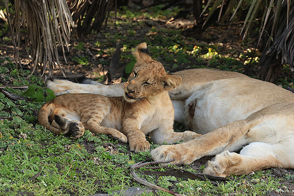 Selous