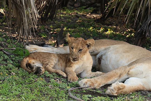 Selous