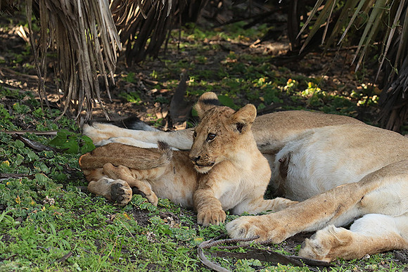 Selous