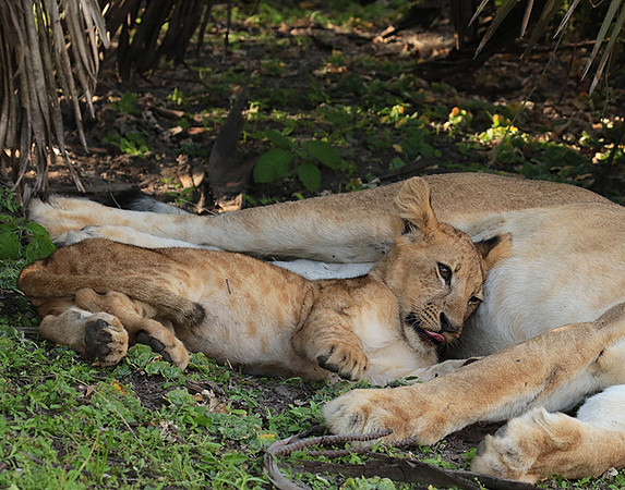 Selous