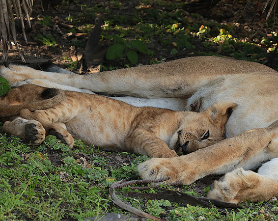 Selous