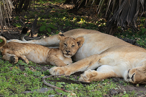 Selous