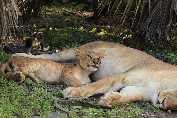 Selous