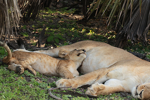 Selous