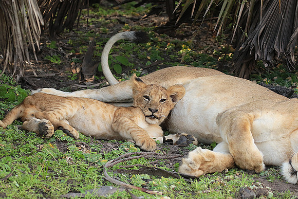 Selous