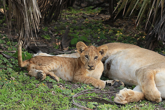 Selous