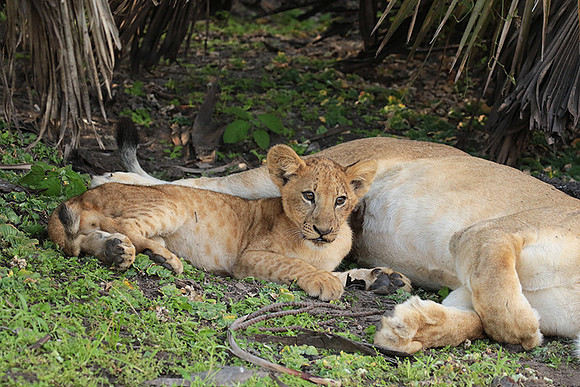 Selous