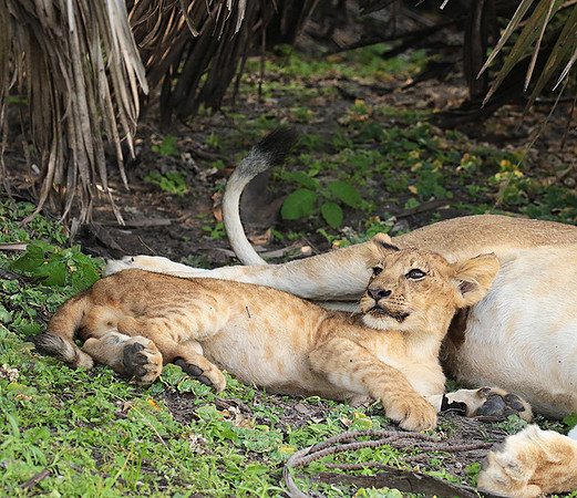 Selous