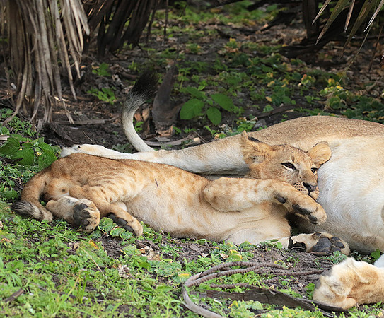 Selous