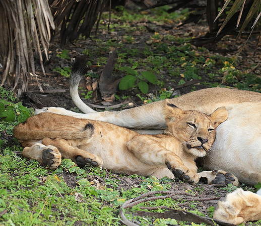Selous