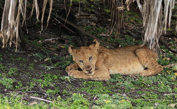 Selous