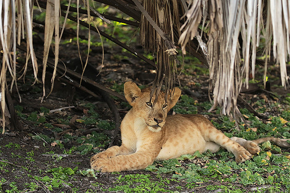 Selous