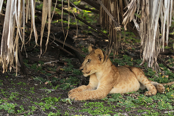 Selous