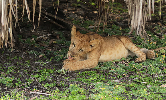 Selous
