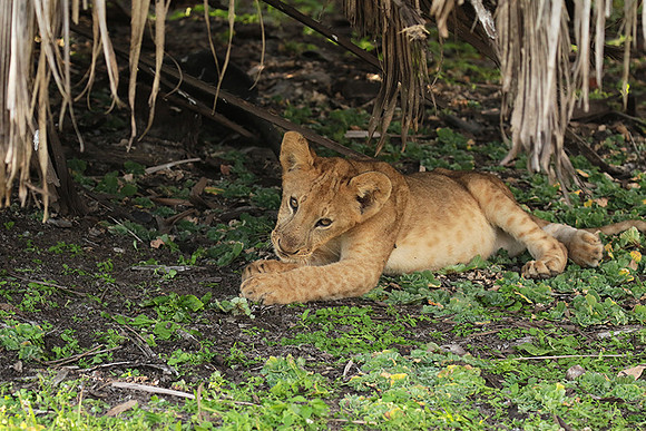 Selous