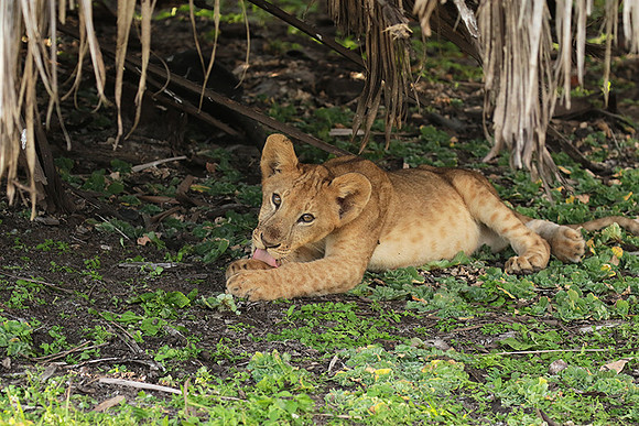 Selous