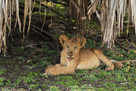 Selous