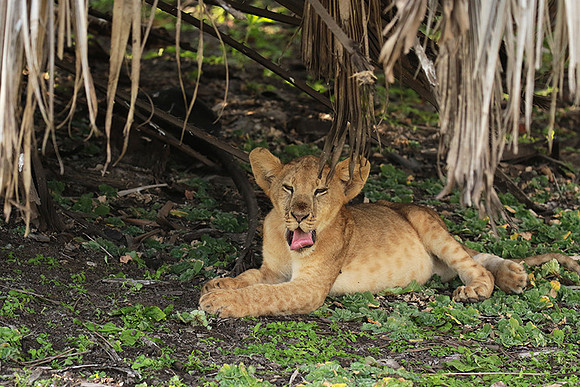 Selous