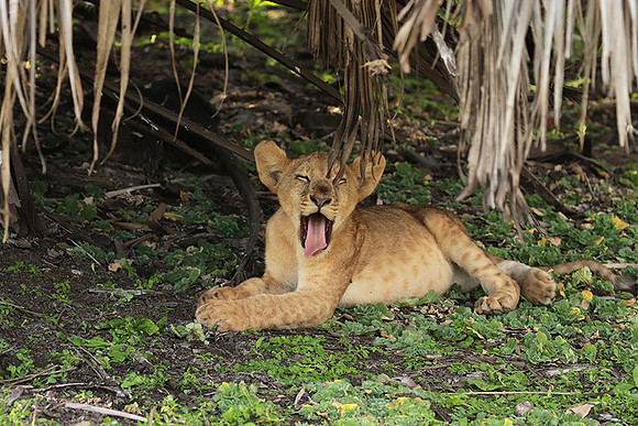 Selous
