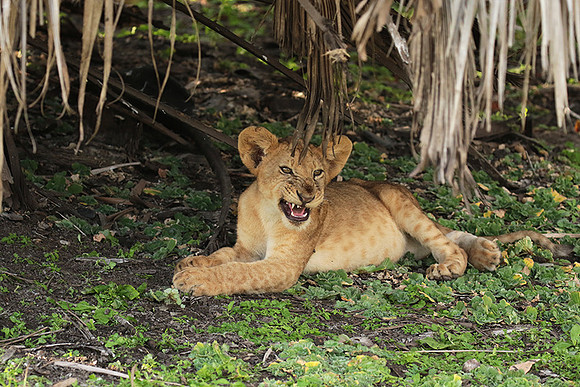 Selous