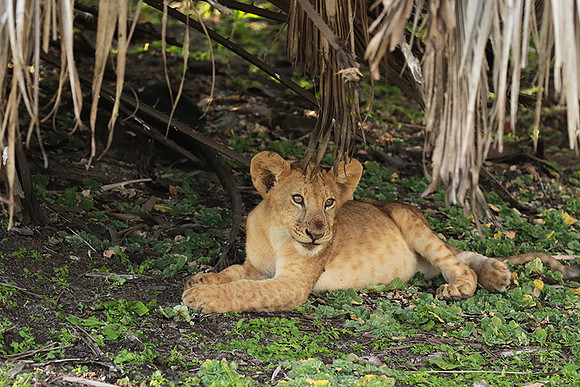 Selous