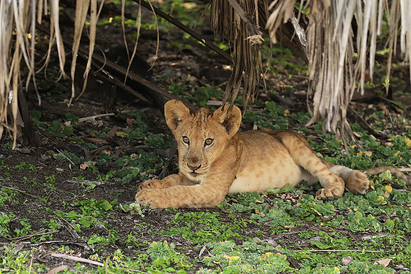 Selous