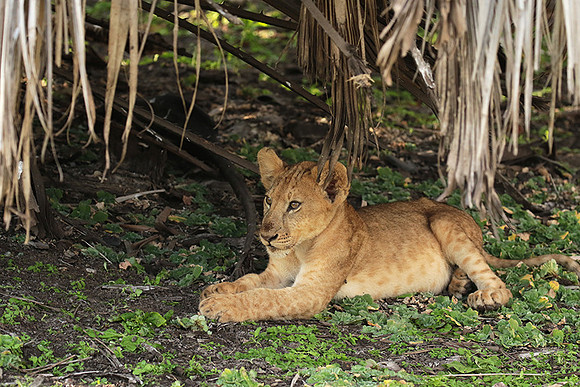 Selous