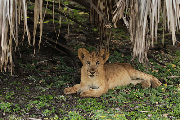 Selous
