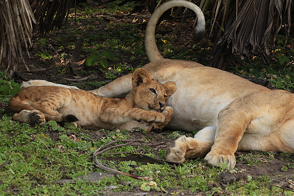 Selous