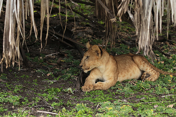 Selous