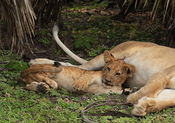 Selous