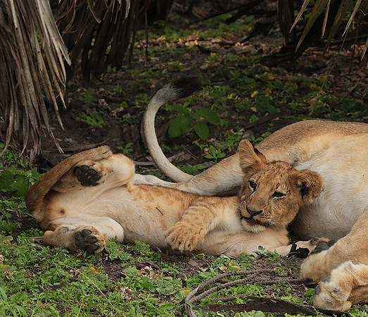Selous