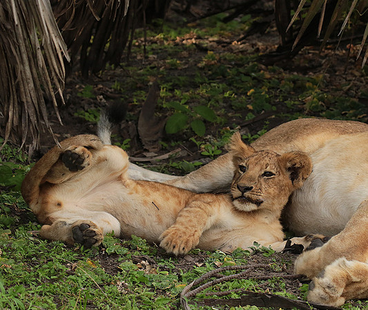 Selous