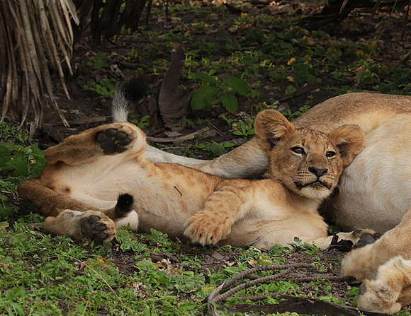 Selous